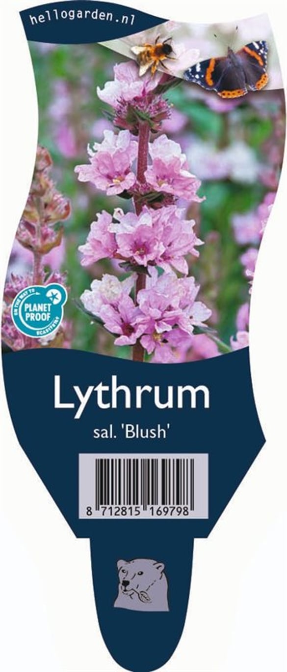 Lythrum sal. 'Blush' - P11